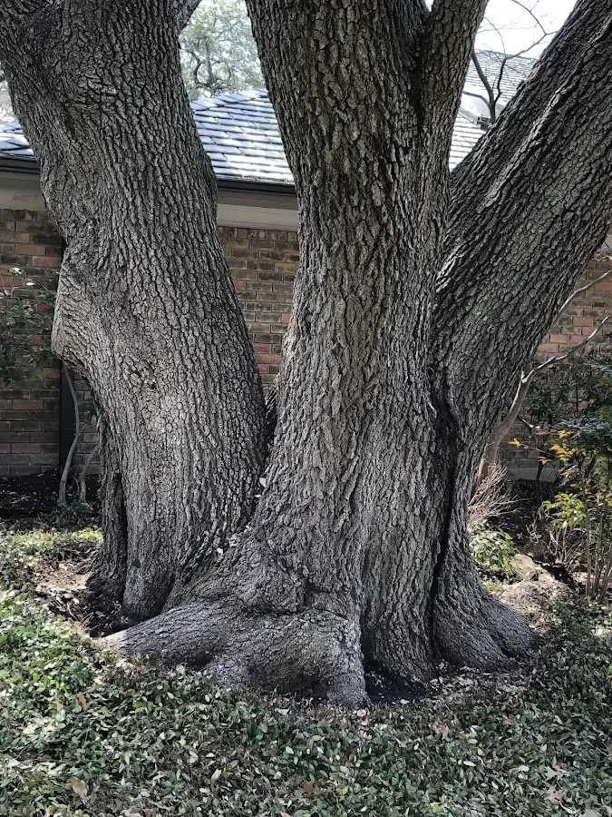 Mature heritage tree close to a Harris property cared for by certified arborists